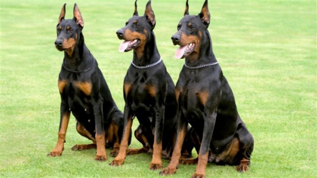 Top 10 Guard Dog Breeds That You Should Have At Home